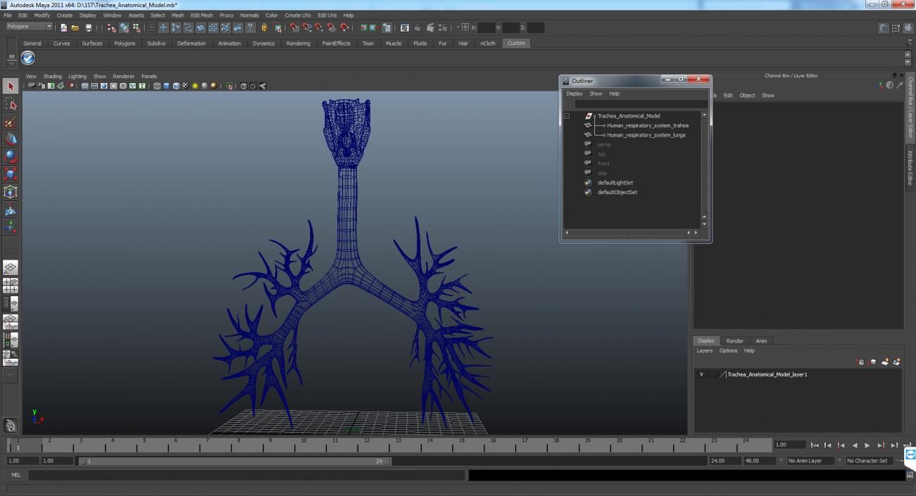 Trachea Anatomical Model 3D model