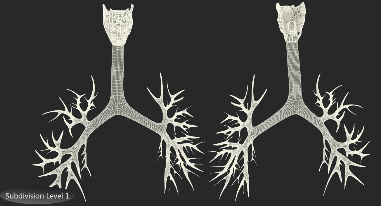 Trachea Anatomical Model 3D model