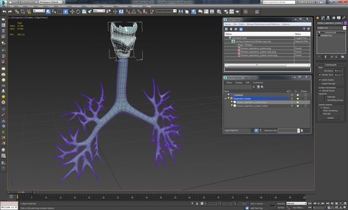 Trachea Anatomical Model 3D model