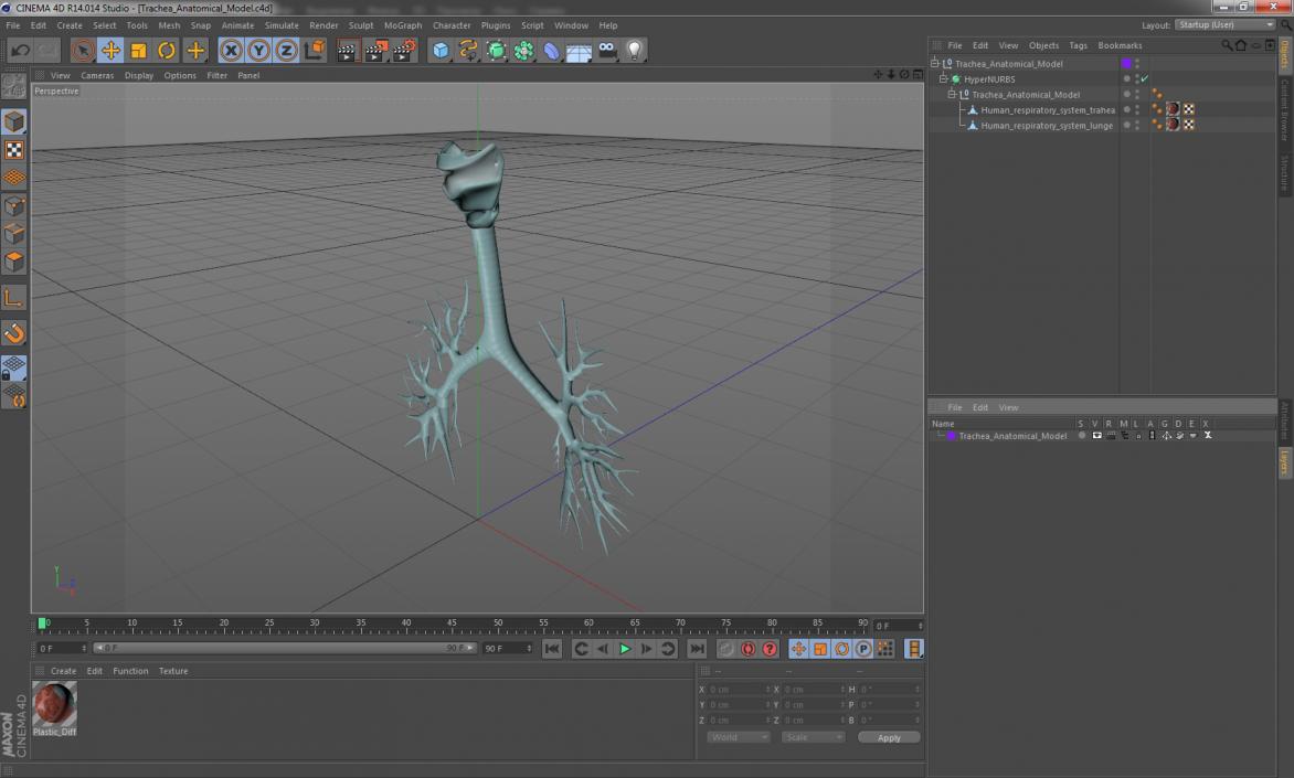 Trachea Anatomical Model 3D model