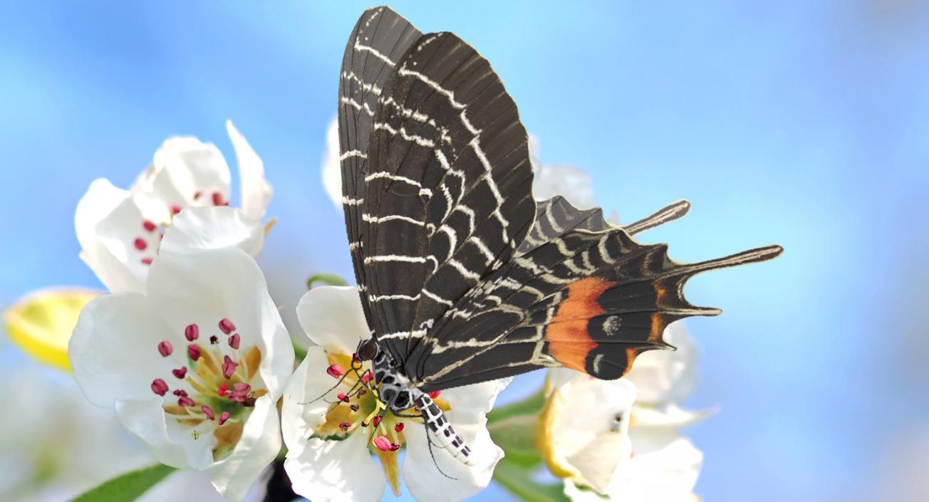 Butterflies Collection 2 3D model