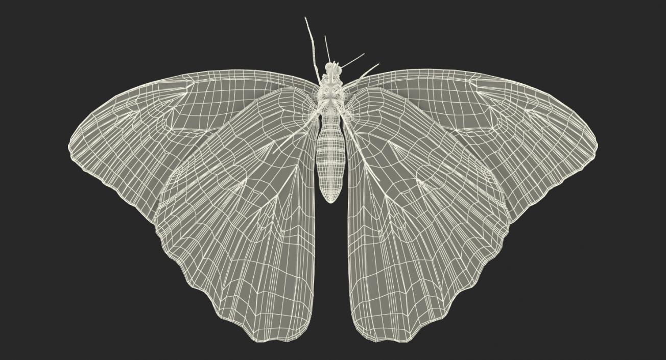 Butterflies Collection 2 3D model