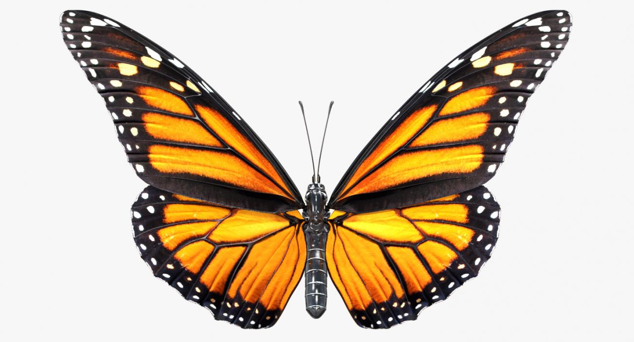 Butterflies Collection 2 3D model