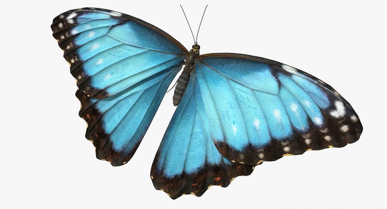 Butterflies Collection 2 3D model