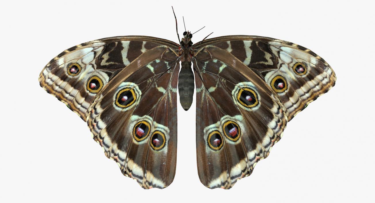 Butterflies Collection 2 3D model