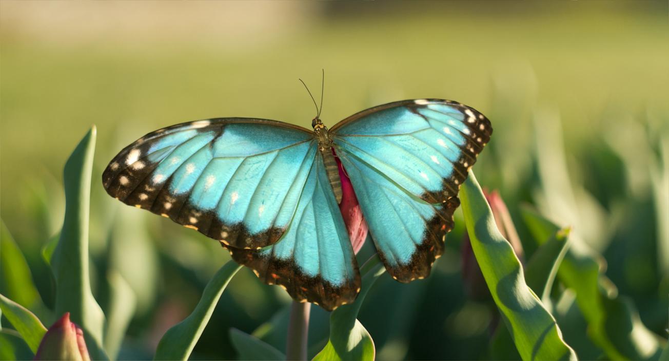 Butterflies Collection 2 3D model