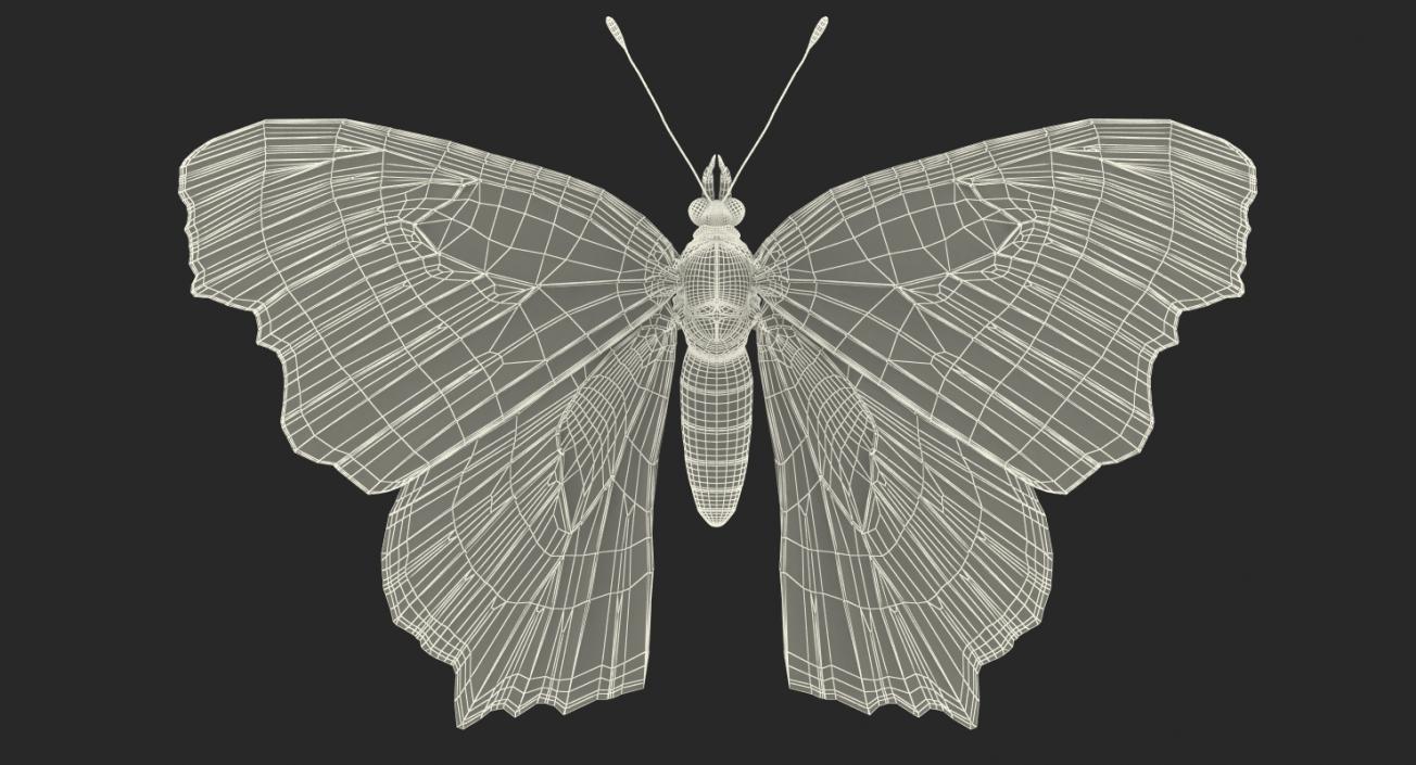 Butterflies Collection 2 3D model