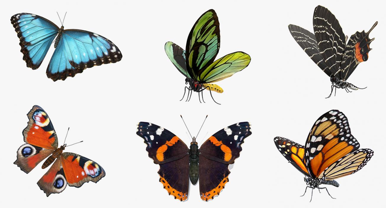 Butterflies Collection 2 3D model