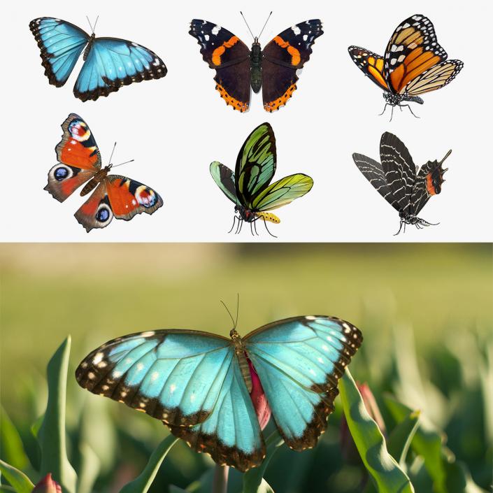 Butterflies Collection 2 3D model