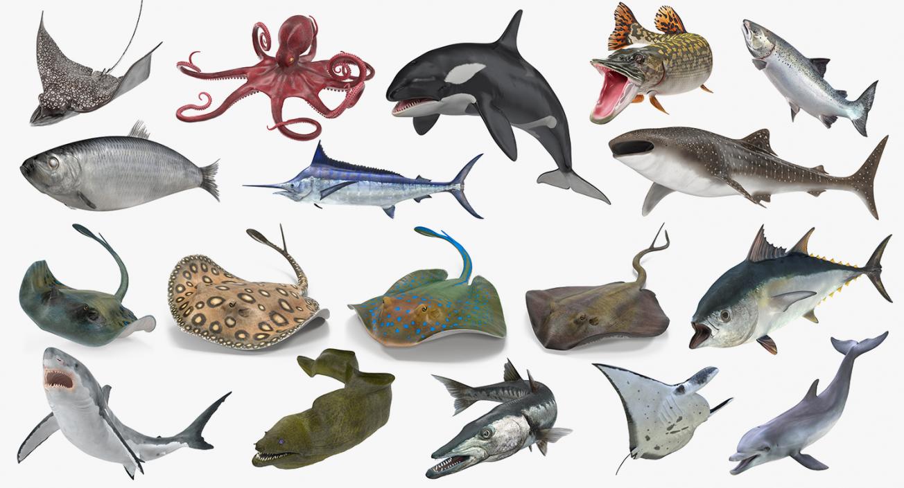 3D Rigged Fishes Collection 5