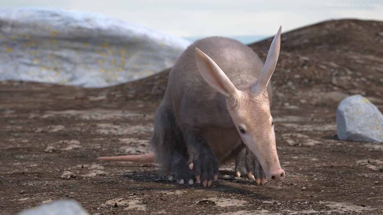 3D model African Mammal Aardvark Sitting Pose Fur