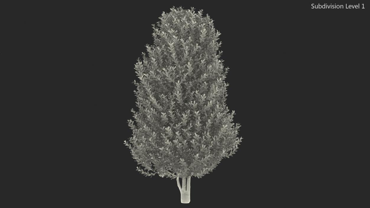 3D Sweet Bay Laurel Tree