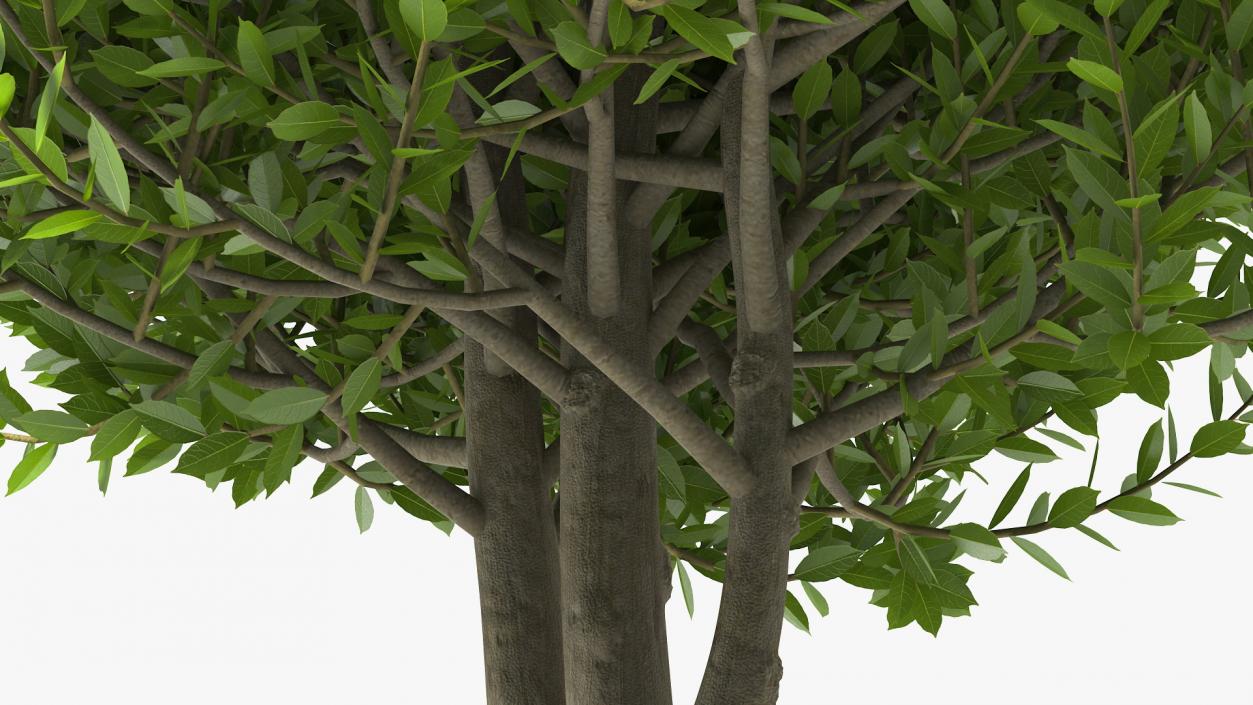 3D Sweet Bay Laurel Tree