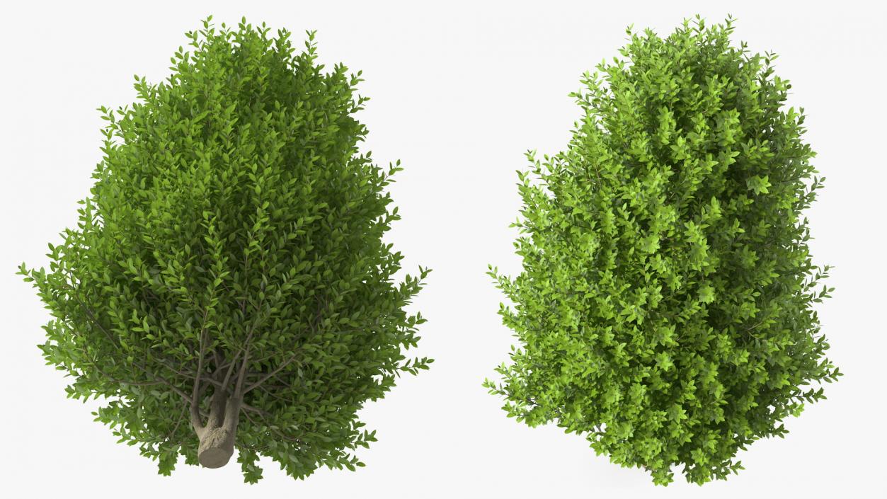 3D Sweet Bay Laurel Tree