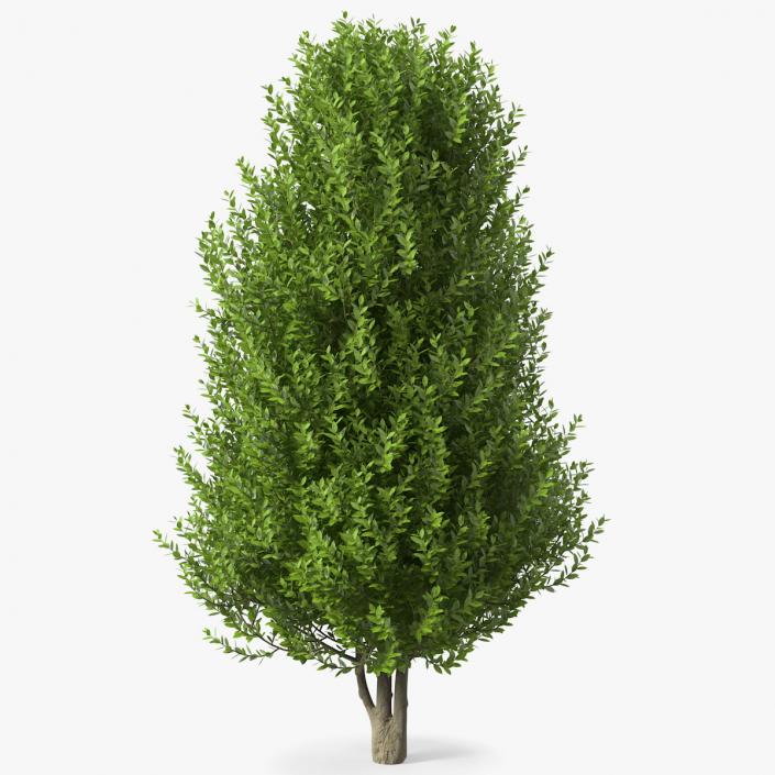 3D Sweet Bay Laurel Tree