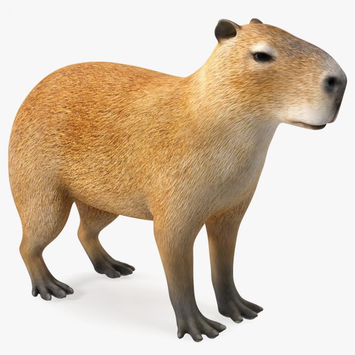 3D model Capybara