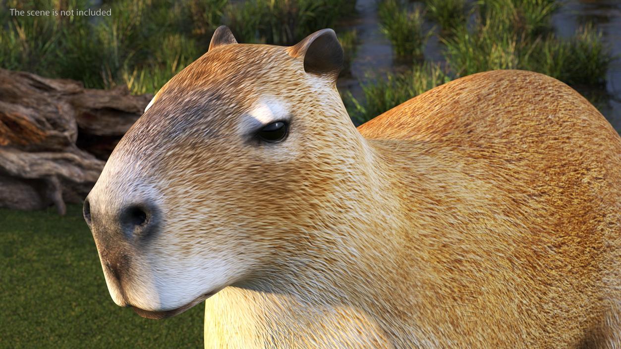 3D model Capybara