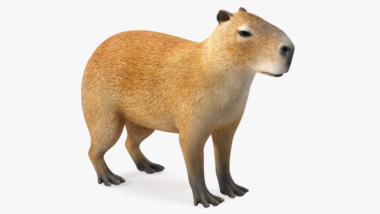 3D model Capybara