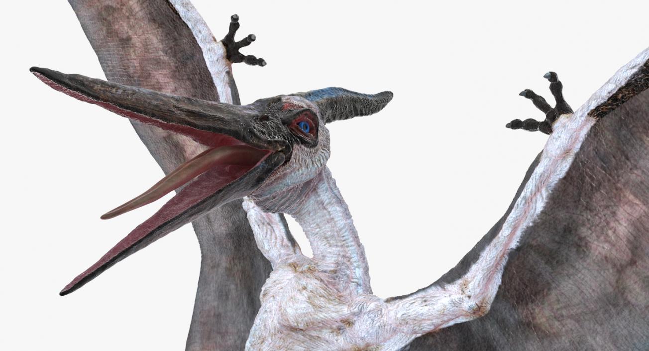 3D Pterosaur Pteranodon White Rigged model