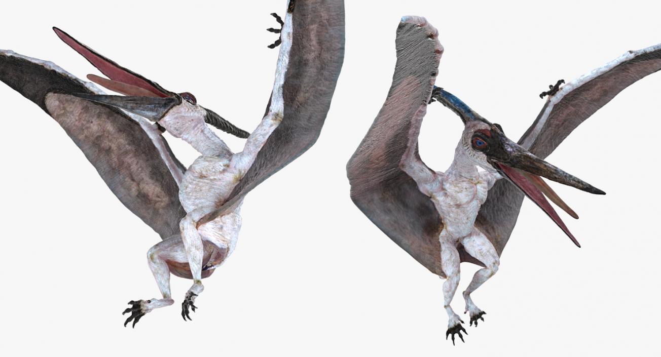 3D Pterosaur Pteranodon White Rigged model