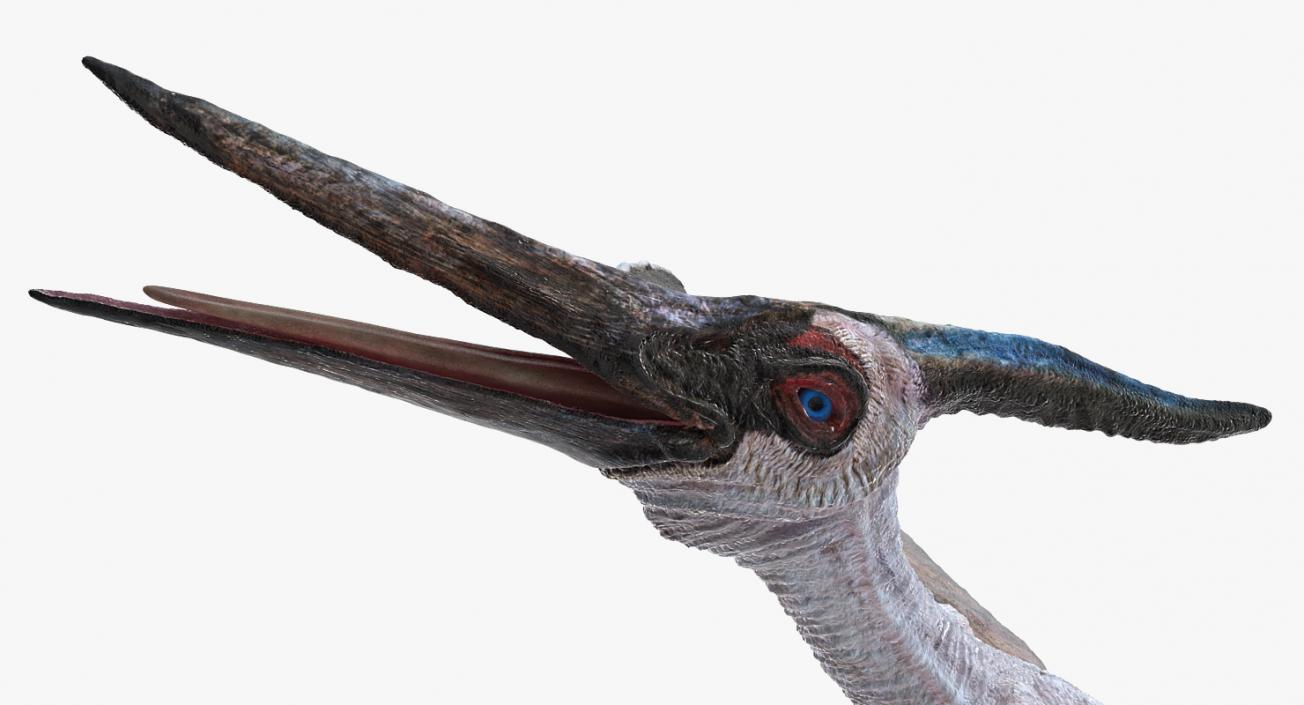 3D Pterosaur Pteranodon White Rigged model