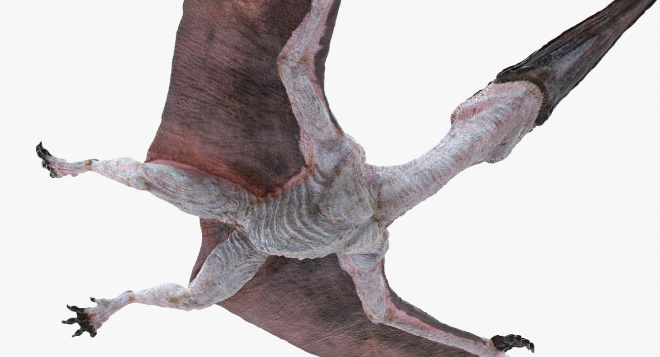 3D Pterosaur Pteranodon White Rigged model