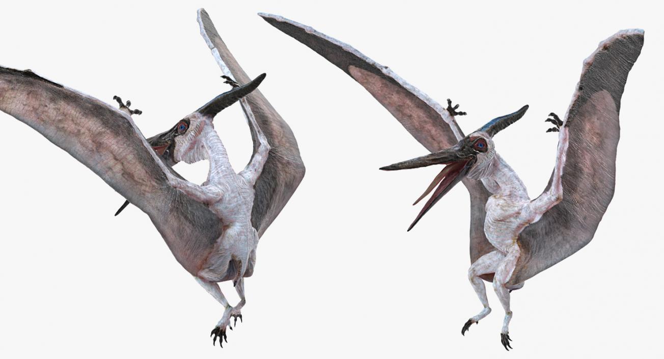 3D Pterosaur Pteranodon White Rigged model