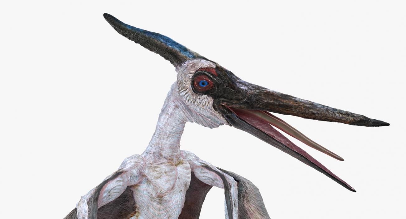 3D Pterosaur Pteranodon White Rigged model