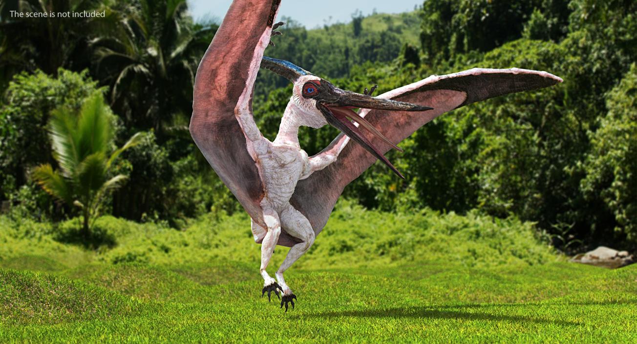 3D Pterosaur Pteranodon White Rigged model