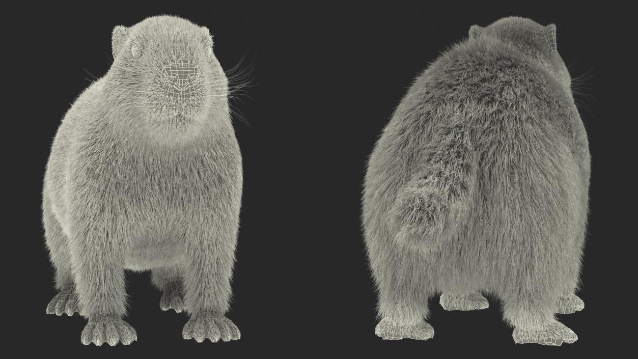 Marmot Rigged Fur 3D