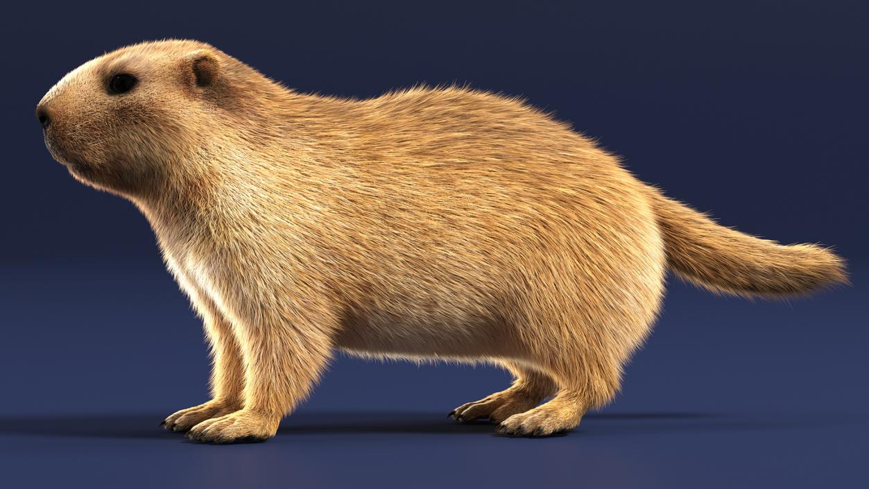 Marmot Rigged Fur 3D