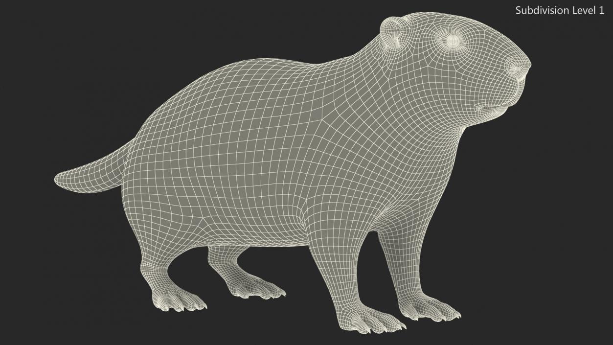 Marmot Rigged Fur 3D