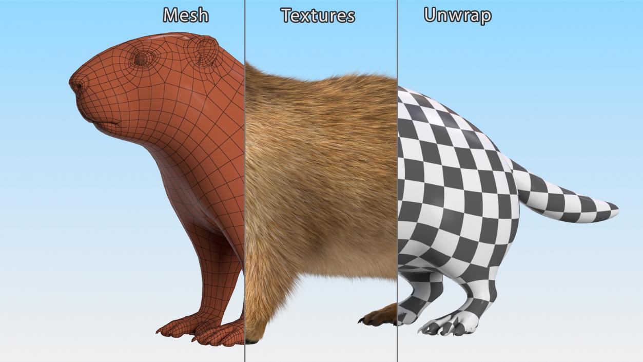 Marmot Rigged Fur 3D