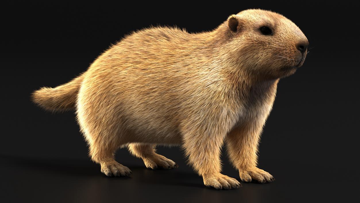 Marmot Rigged Fur 3D