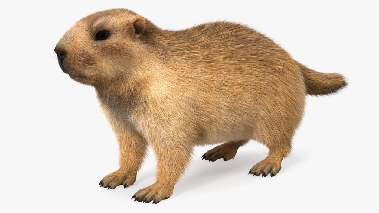 Marmot Rigged Fur 3D