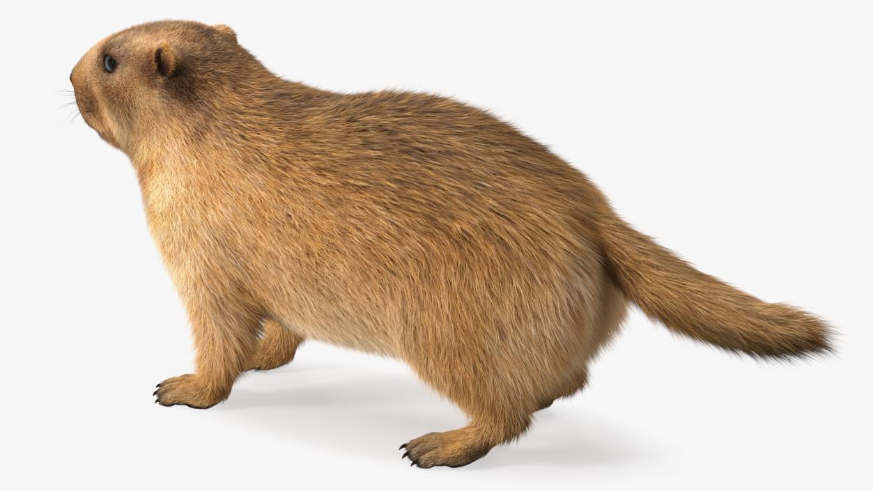 Marmot Rigged Fur 3D