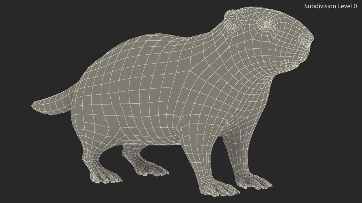 Marmot Rigged Fur 3D