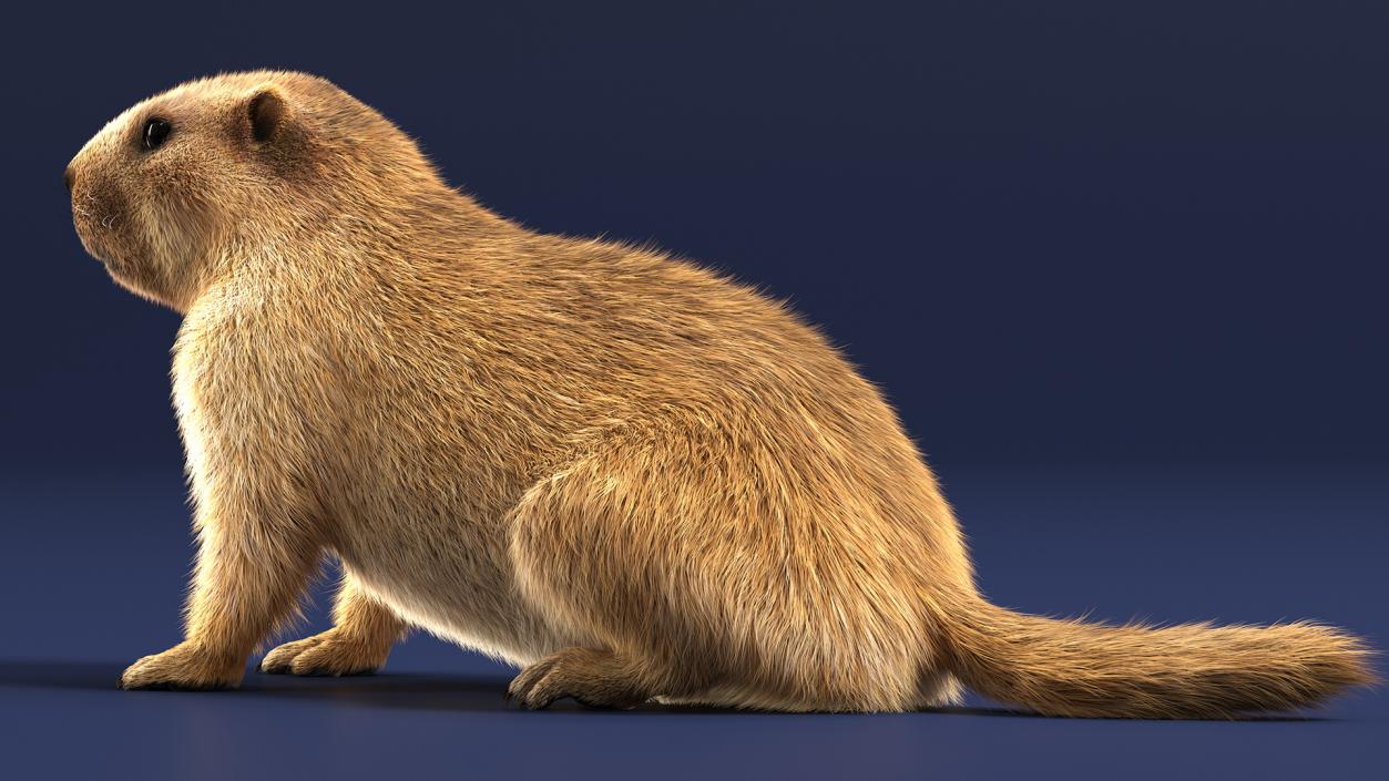 Marmot Rigged Fur 3D