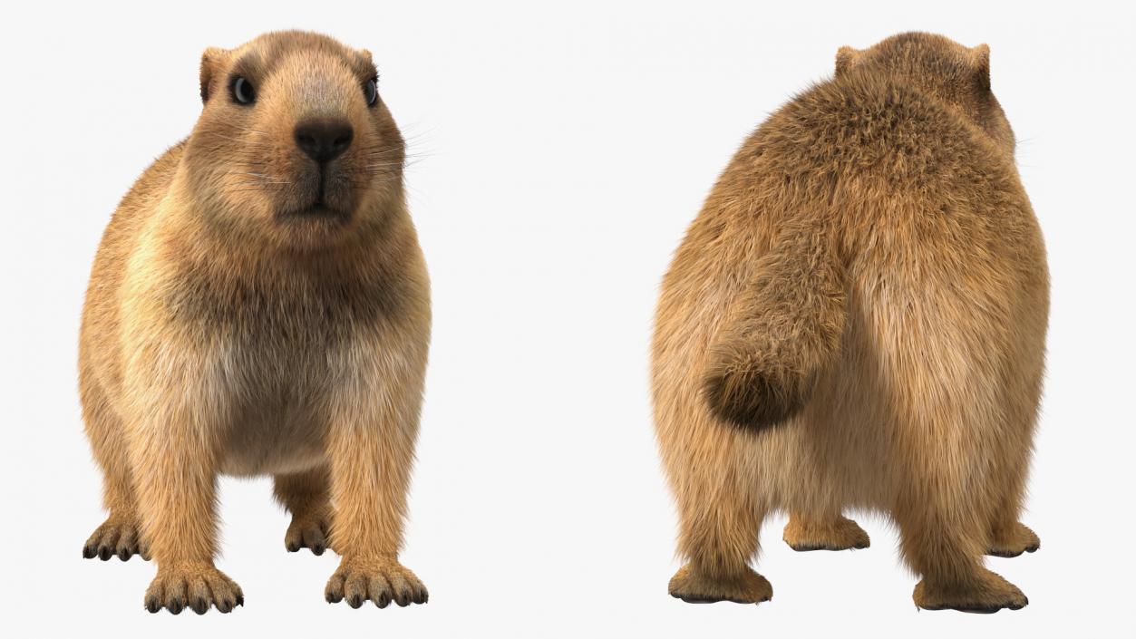 Marmot Rigged Fur 3D