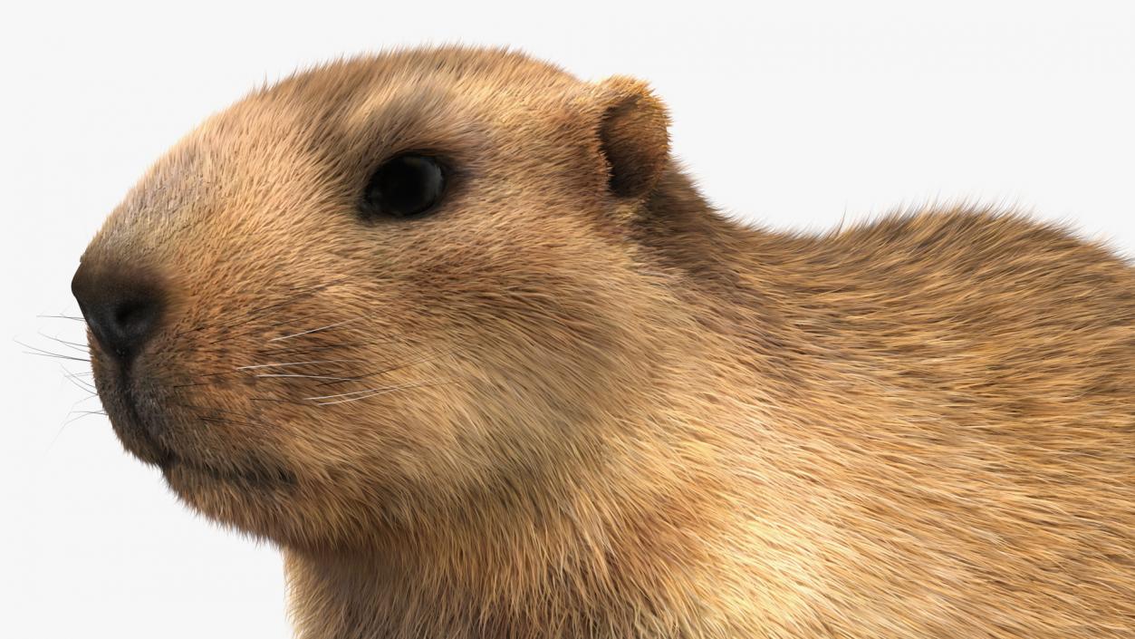 Marmot Rigged Fur 3D