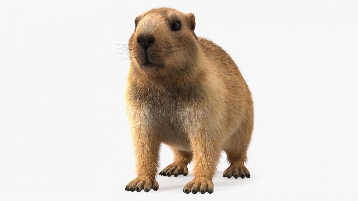 Marmot Rigged Fur 3D