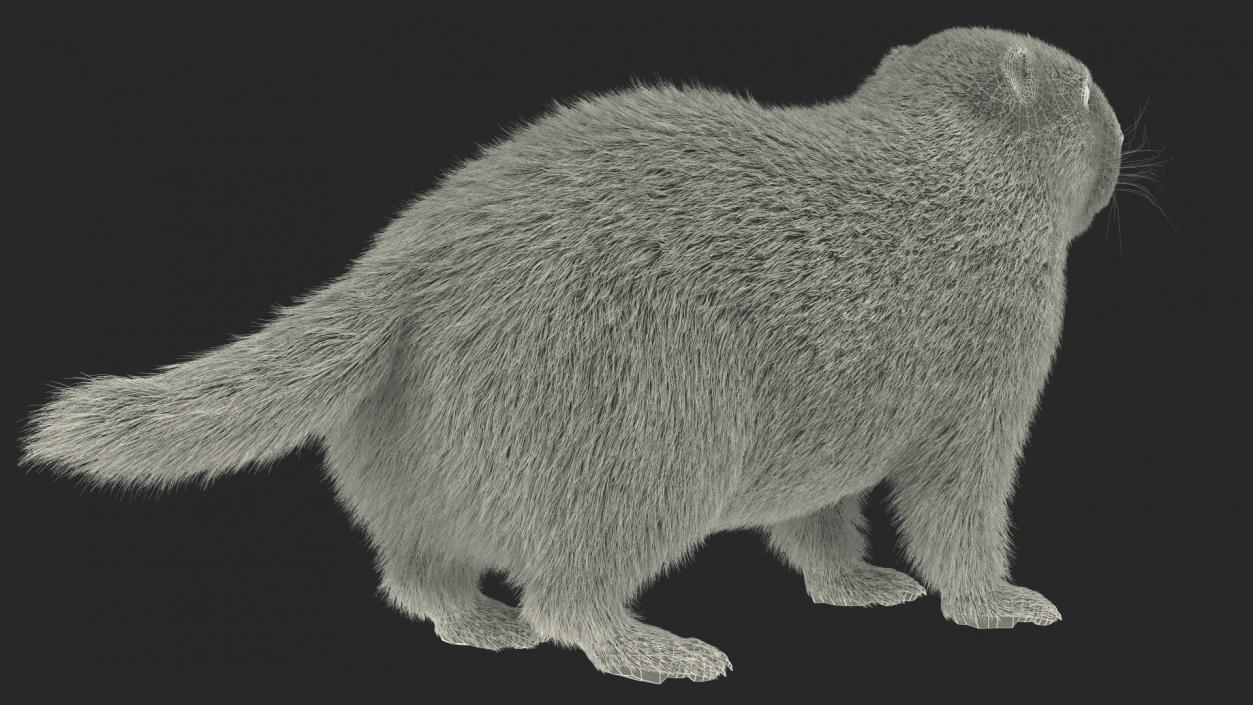 Marmot Rigged Fur 3D