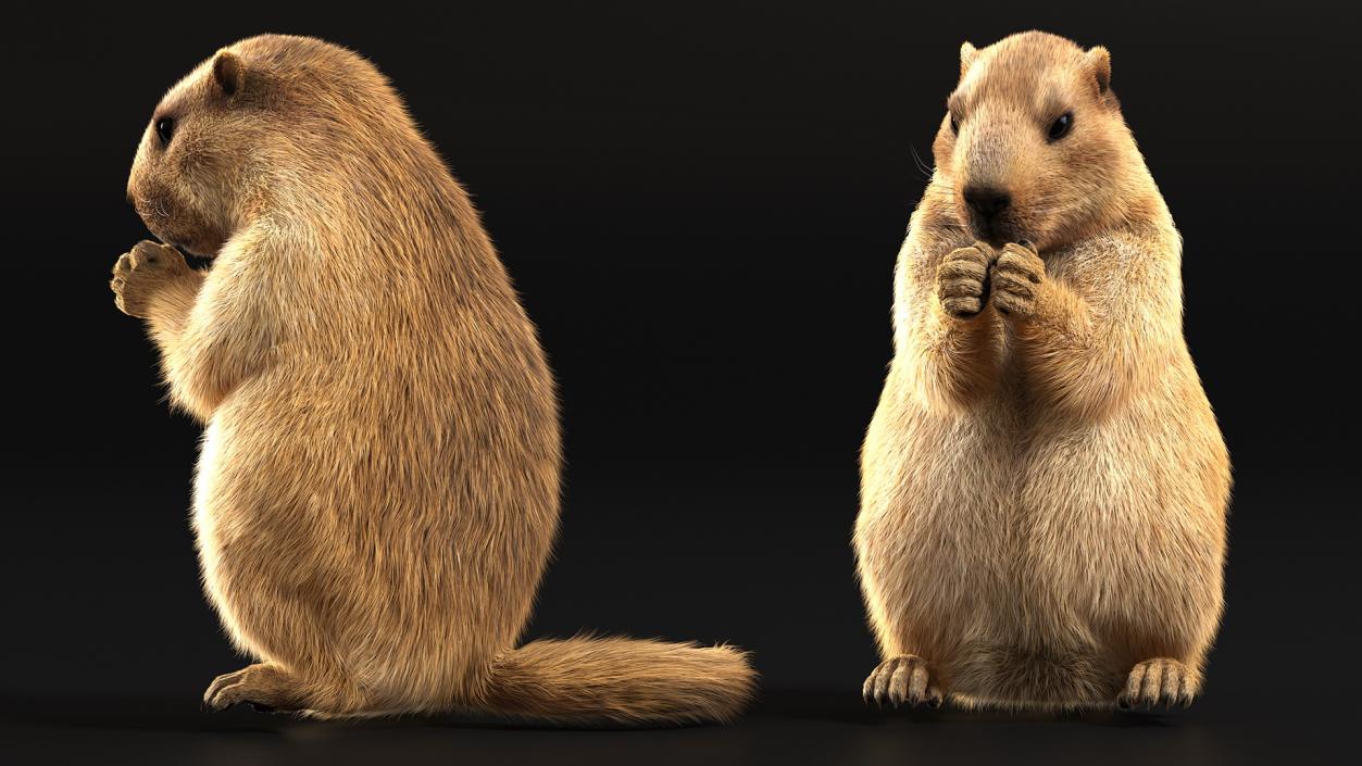 Marmot Rigged Fur 3D