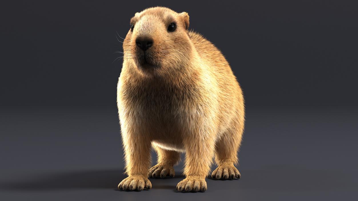 Marmot Rigged Fur 3D