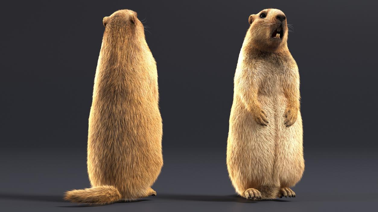 Marmot Rigged Fur 3D