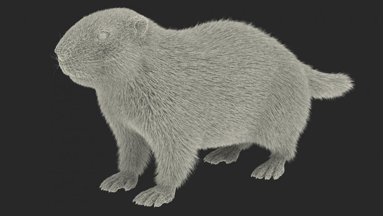 Marmot Rigged Fur 3D