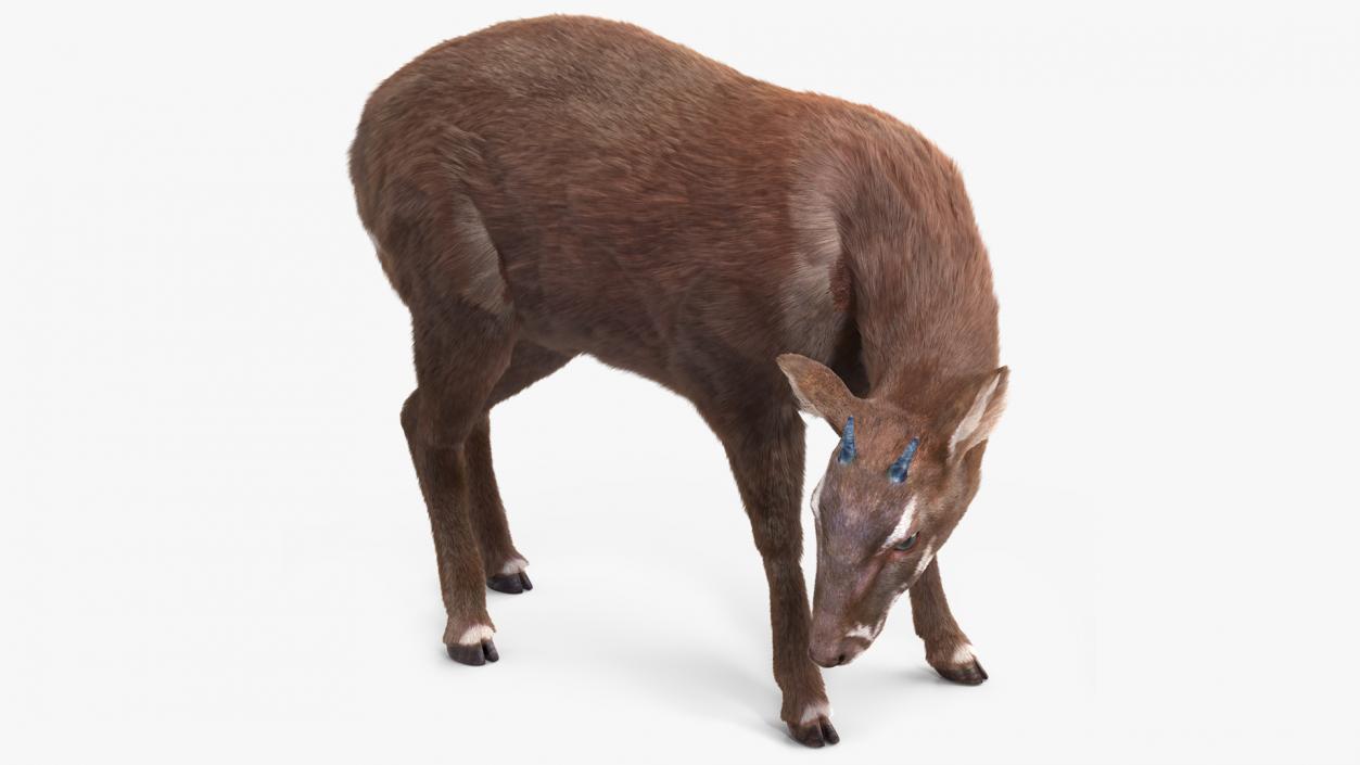 3D Saola Eating Pose Fur 2 model