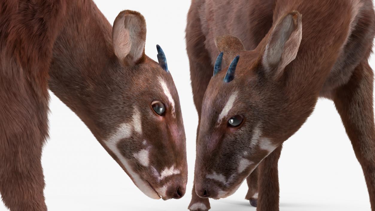 3D Saola Eating Pose Fur 2 model