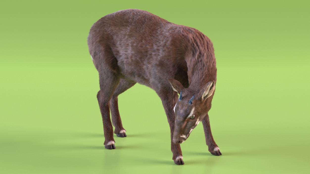 3D Saola Eating Pose Fur 2 model