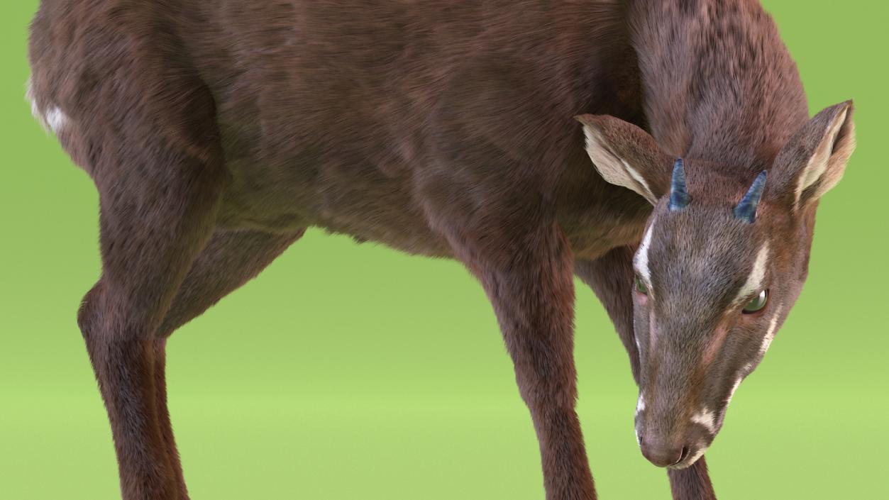 3D Saola Eating Pose Fur 2 model